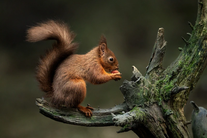 Sigma 300-600mm f/4 DG OS (S) Lens by  in  - EC MALL