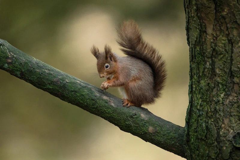 Sigma 300-600mm f/4 DG OS (S) Lens by  in  - EC MALL