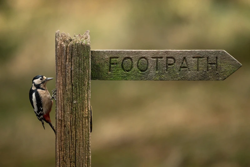 Sigma 300-600mm f/4 DG OS (S) Lens by  in  - EC MALL