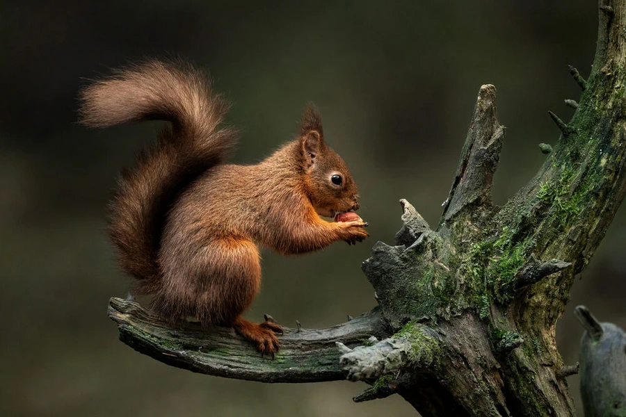 Sigma 300-600mm f/4 DG OS (S) Lens by  in  - EC MALL