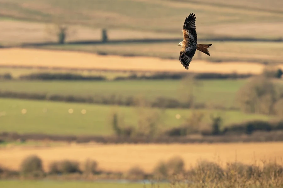 Sigma 300-600mm f/4 DG OS (S) Lens by in - EC MALL