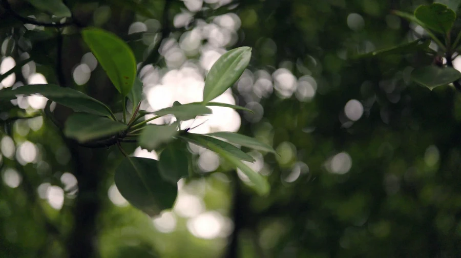 Sigma BF Mirrorless Camera by  in  - EC MALL