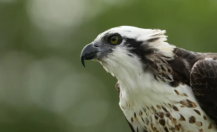 Sony FE 400-800mm f/6.3-8 G OSS Lens by  in  - EC MALL