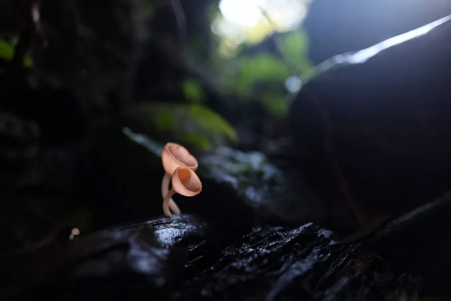 Canon RF 20mm f/1.4 L VCM Lens by  in  - EC MALL