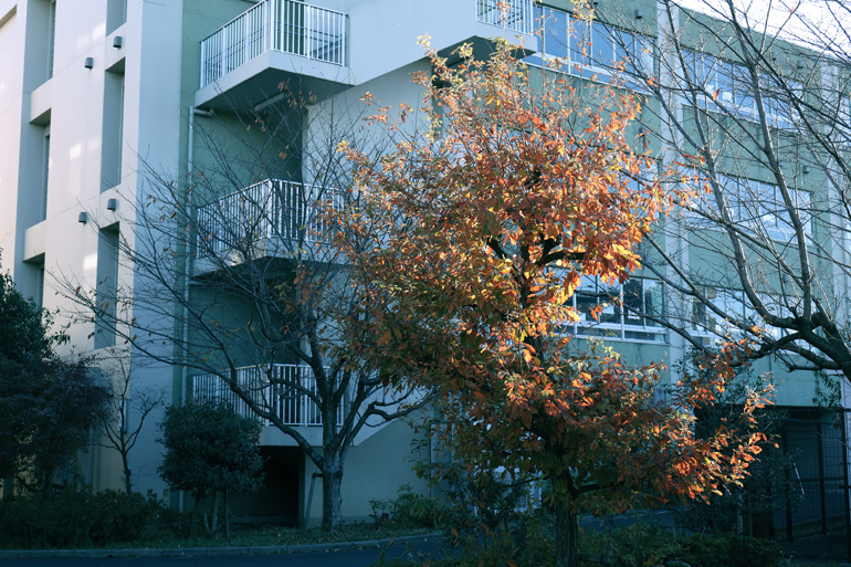 Canon RF-S 14-30mm f/4-6.3 IS STM PZ Lens by  in  - EC MALL