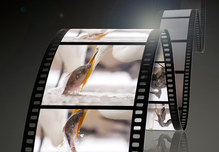 Panasonic Lumix G X Vario PZ 45-175mm f/4-5.6 ASPH. POWER O.I.S. by  in  - EC MALL