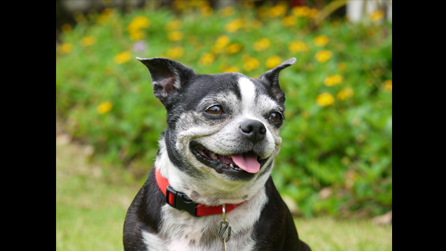 Panasonic Lumix G X Vario PZ 45-175mm f/4-5.6 ASPH. POWER O.I.S. by  in  - EC MALL