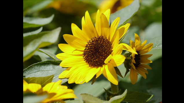 Panasonic Lumix G X Vario PZ 45-175mm f/4-5.6 ASPH. POWER O.I.S. by  in  - EC MALL