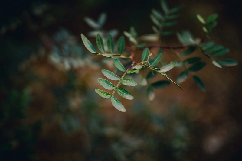 Viltrox AF 50mm f/1.4 Pro Lens by  in  - EC MALL