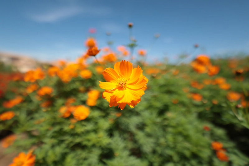 Canon RF 14mm f/1.4 L VCM Lens by  in  - EC MALL