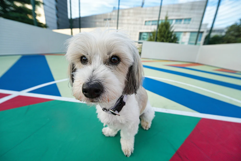 Viltrox AF 14mm f/4 Air Lens by  in  - EC MALL