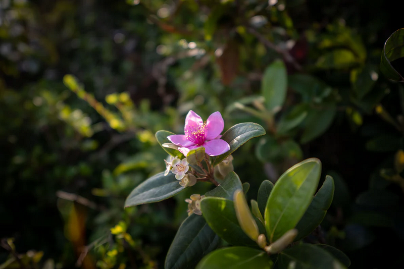 Viltrox AF 15mm f/1.7 Air APS-C Lens by  in  - EC MALL