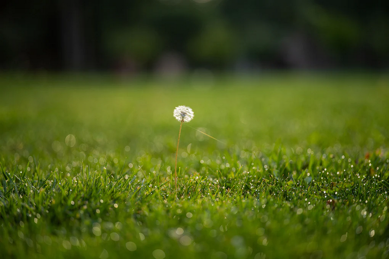 Viltrox AF 85mm f/2 EVO Full- Frame Lens by  in  - EC MALL