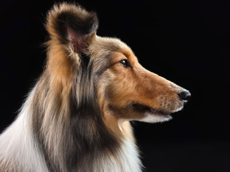 Samsung Galaxy S26 Ultra สมาร์ทโฟน 5G by  in  - EC MALL