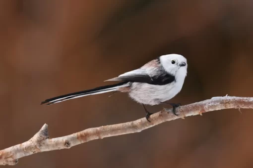 Canon EOS R7 Mirrorless Camera by  in  - EC MALL