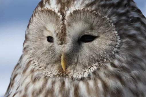 Canon EOS R7 Mirrorless Camera by in - EC MALL