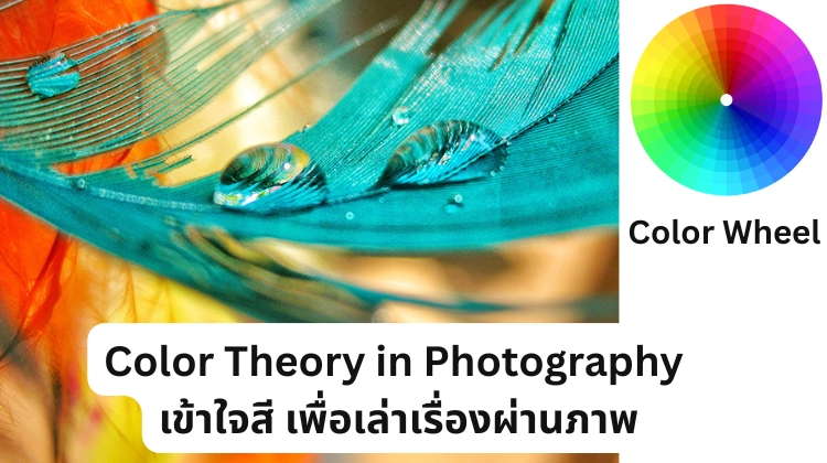 Color Theory in Photography: เข้าใจสี เพื่อเล่าเรื่องผ่านภาพ