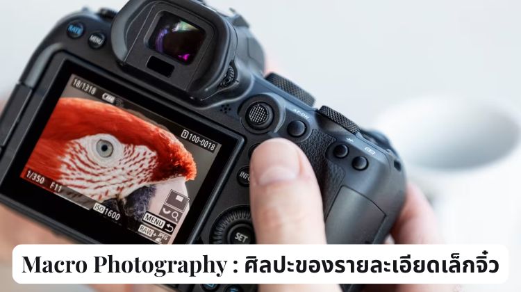 Macro Photography : ศิลปะของรายละเอียดเล็กจิ๋ว