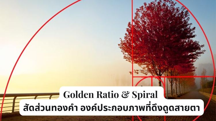 Golden Ratio & Spiral: สัดส่วนทองคำ องค์ประกอบภาพที่ดึงดูดสายตา