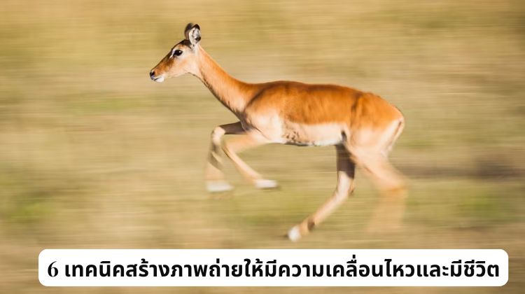 6 เทคนิคสร้างภาพถ่ายให้มีความเคลื่อนไหวและมีชีวิต