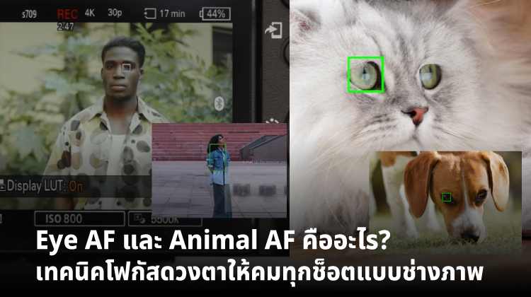 Eye AF และ Animal AF คืออะไร? เทคนิคโฟกัสดวงตาให้คมทุกช็อตแบบช่างภาพ
