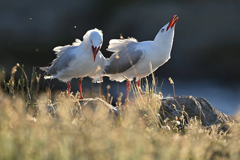 Photo Gallery Nikon Nikkor Z 800mm f6.3 VR S-Ex3