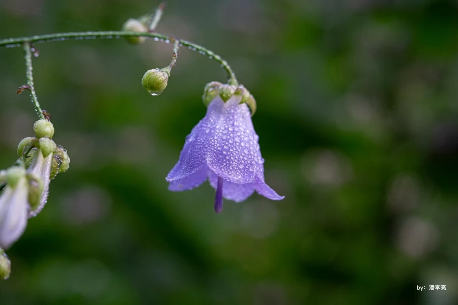 Photo Gallery TTArtisan APS-C 40mm f2.8 Macro-Ex5