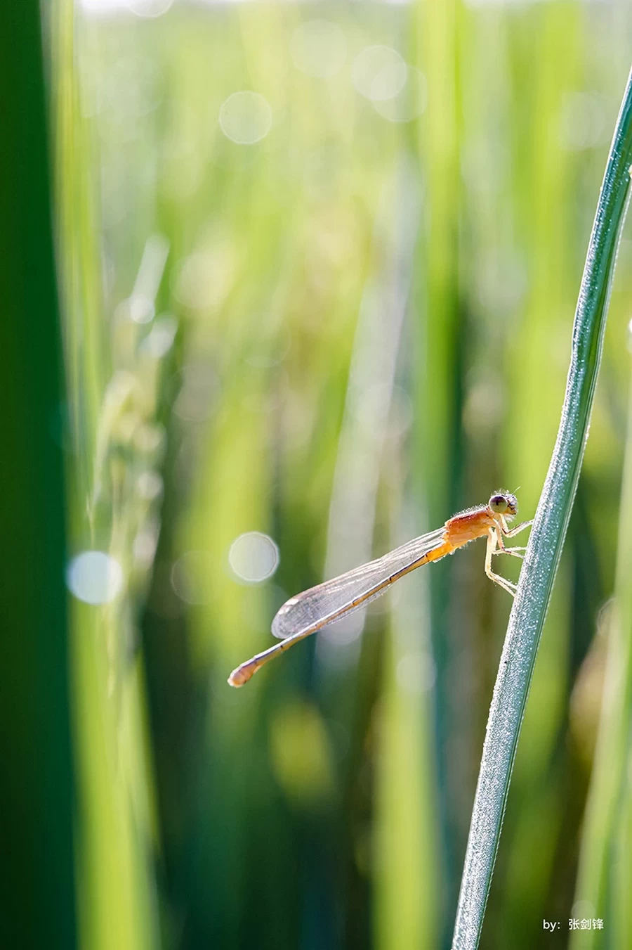 Photo Gallery TTArtisan APS-C 40mm f2.8 Macro-Ex8