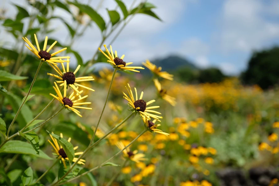 Fujinon XF 30mm f2.8 R LM WR Macro-Ex10