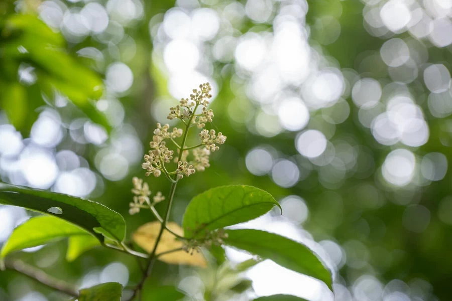 Sigma 28-45mm f1.8 DG DN (A)-Ex5