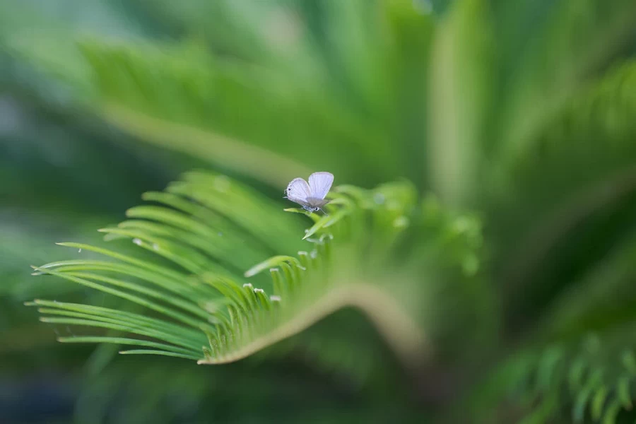 Sigma 28-45mm f1.8 DG DN (A)-Ex8