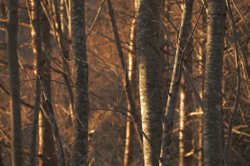Sigma 16-300mm f3.5-6.7 DC OS (C)-Ex6