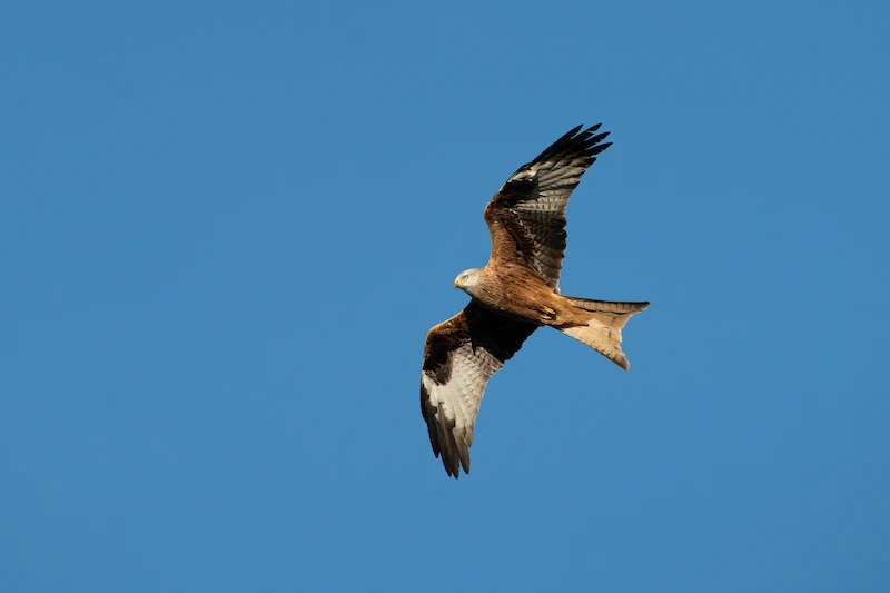 Sigma 300-600mm f4 DG OS (S)-Ex4