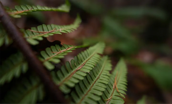 Sony FE 16mm f1.8 G-Des2