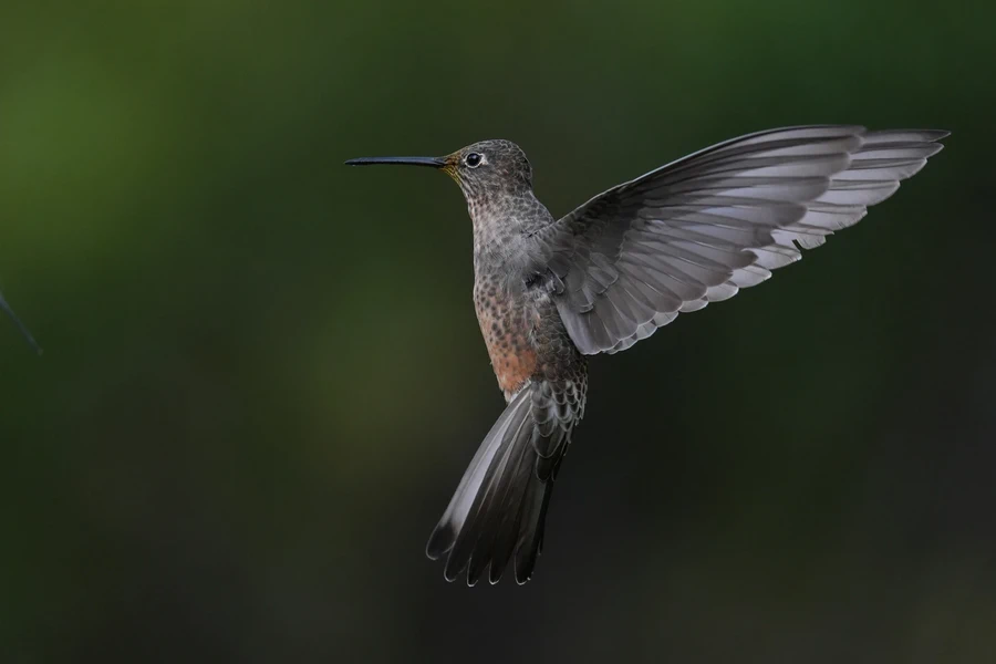 Sony FE 400-800mm f6.3-8 G OSS-Ex10