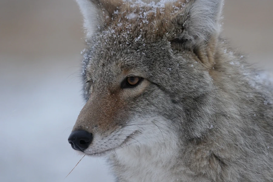 Sony FE 400-800mm f6.3-8 G OSS-Ex2
