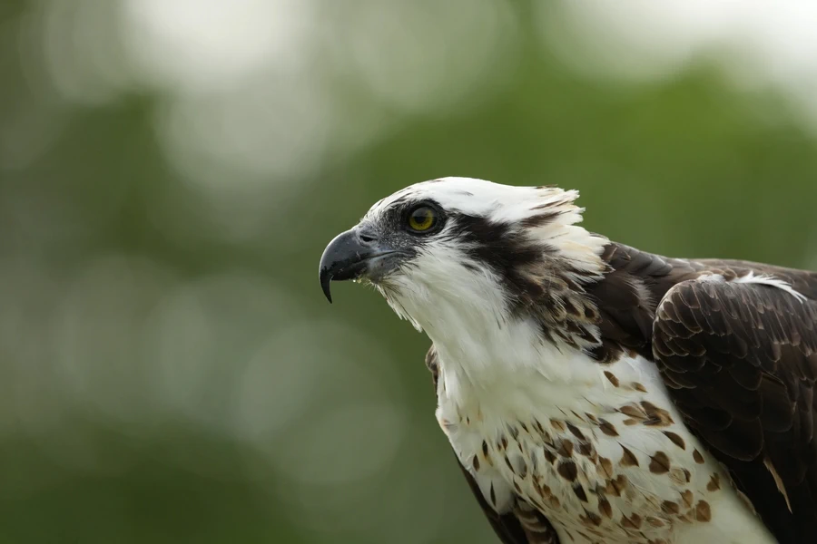 Sony FE 400-800mm f6.3-8 G OSS-Ex3