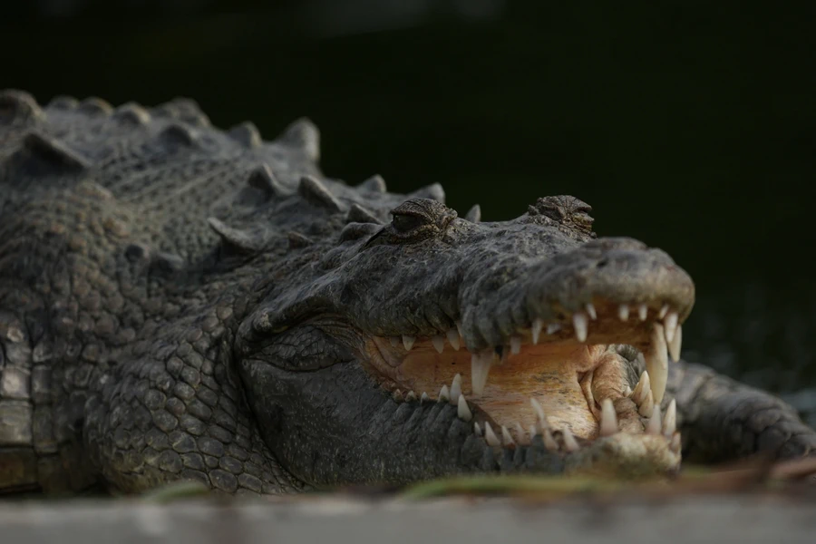 Sony FE 400-800mm f6.3-8 G OSS-Ex4